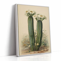 Saguaro Stories Light Desert Memories