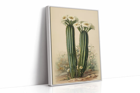 Saguaro Stories Light Desert Memories