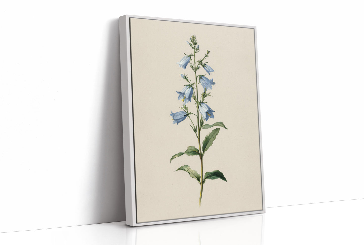 Botanical Elegance: Bellflower's Delicate Symphony
