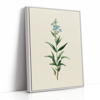 Azure Elegance: Botanical Study of Forget-Me-Not