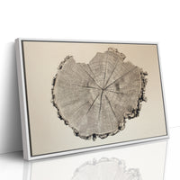 Timber Tales of Time
