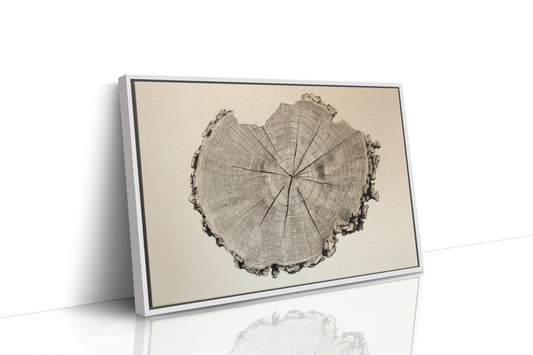 Timber Tales of Time
