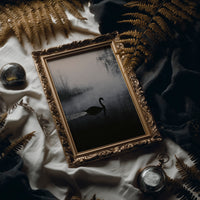 Black Swan on Silent Water