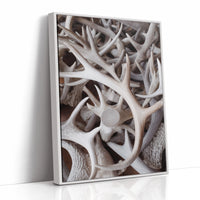 Antlers Tell Tales Of Winter