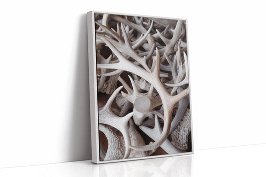 Antlers Tell Tales Of Winter
