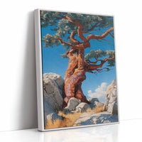 Ancient Pine Tells Mountain Stories