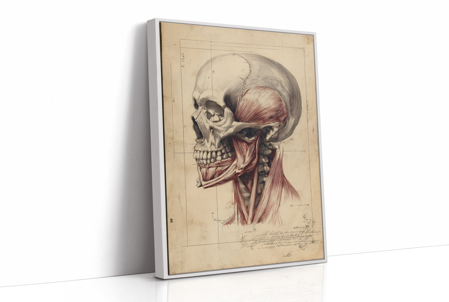 Anatomy Illuminated Against Darkness