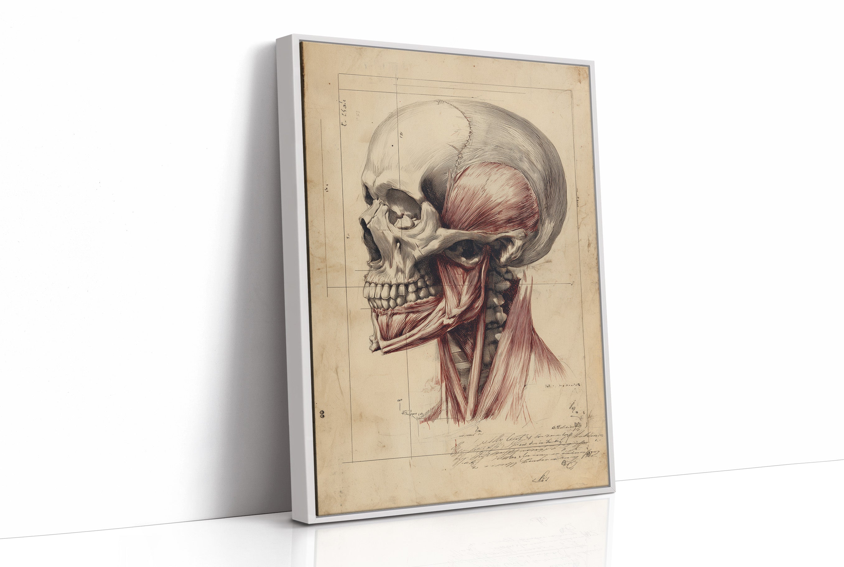 Anatomy Illuminated Against Darkness