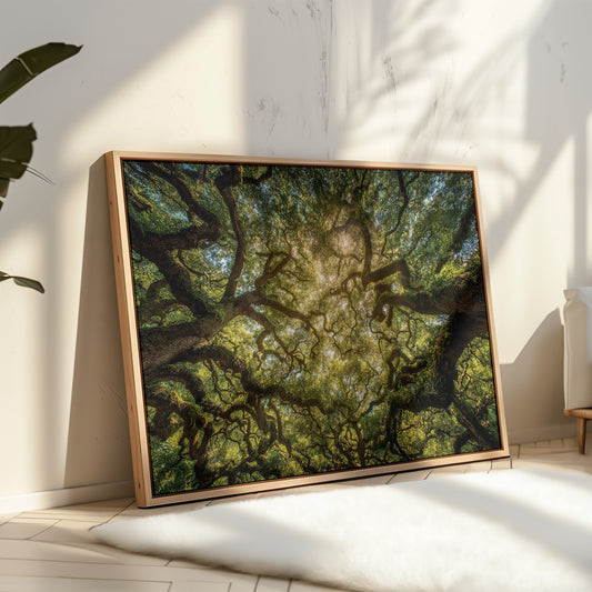 Ancient Oaks Weave Summer Light