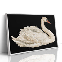 Swan, Study in White