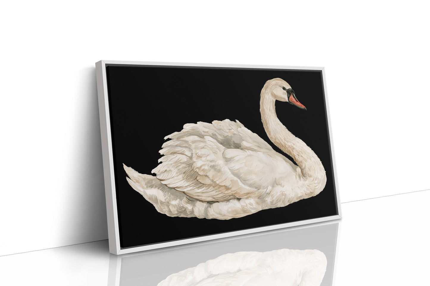 Swan, Study in White
