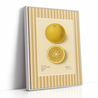 Florida Grapefruit Vintage Botanical Art