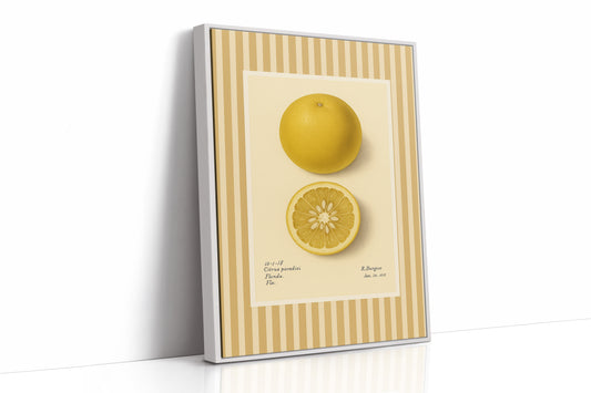 Florida Grapefruit Vintage Botanical Art