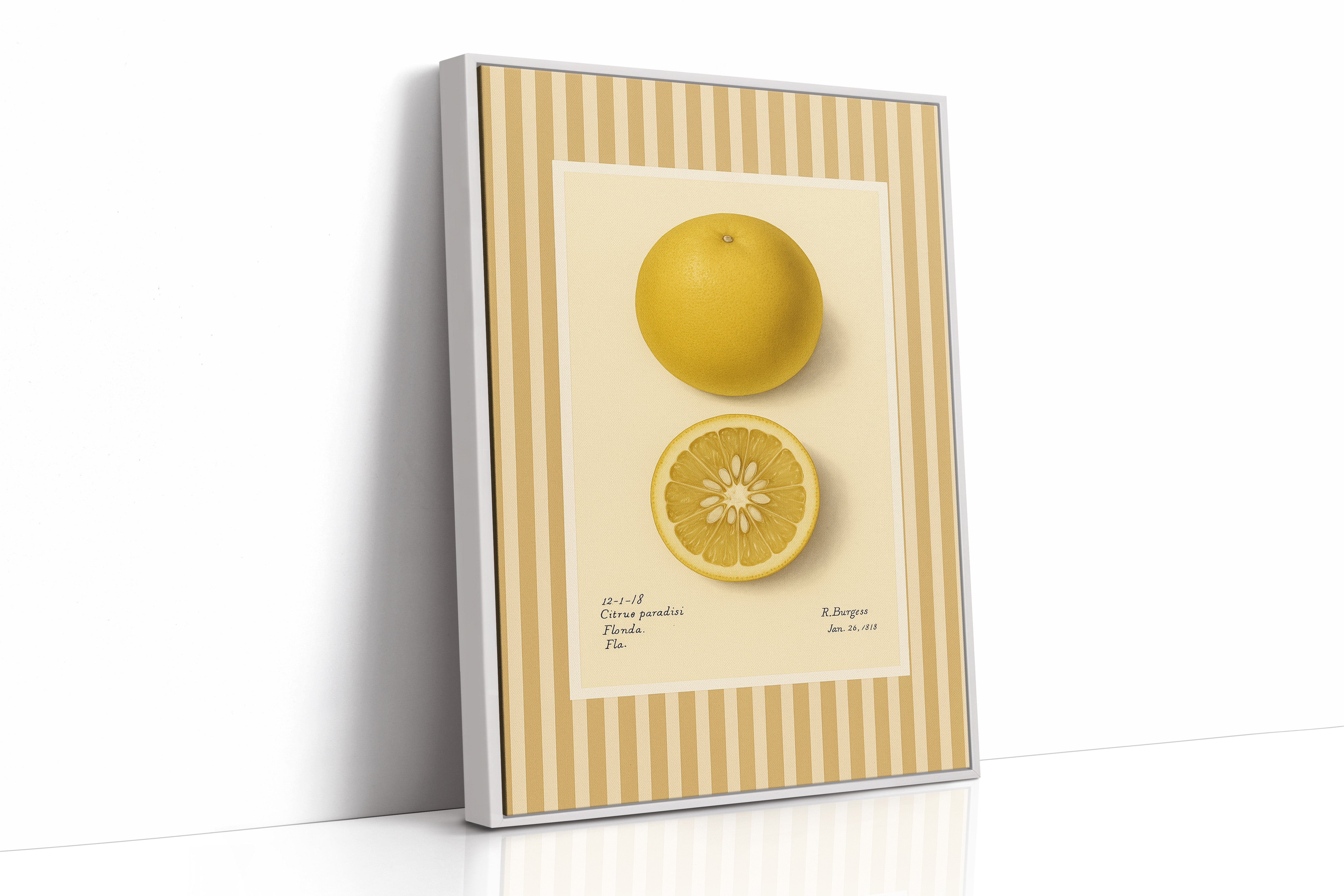 Florida Grapefruit Vintage Botanical Art