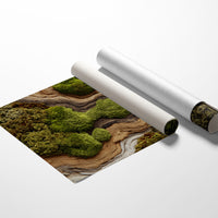 Where Moss Remembers Ancient Wood