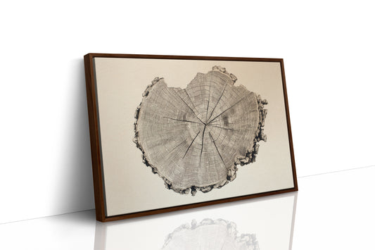 Timber Tales of Time