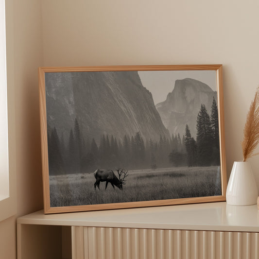 Lone Elk Graces Valley Floor