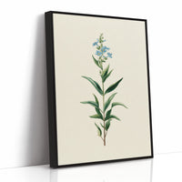 Azure Elegance: Botanical Study of Forget-Me-Not