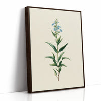 Azure Elegance: Botanical Study of Forget-Me-Not