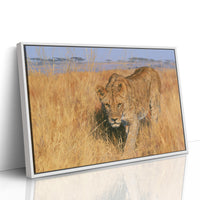 Lioness, Golden Grass Approach