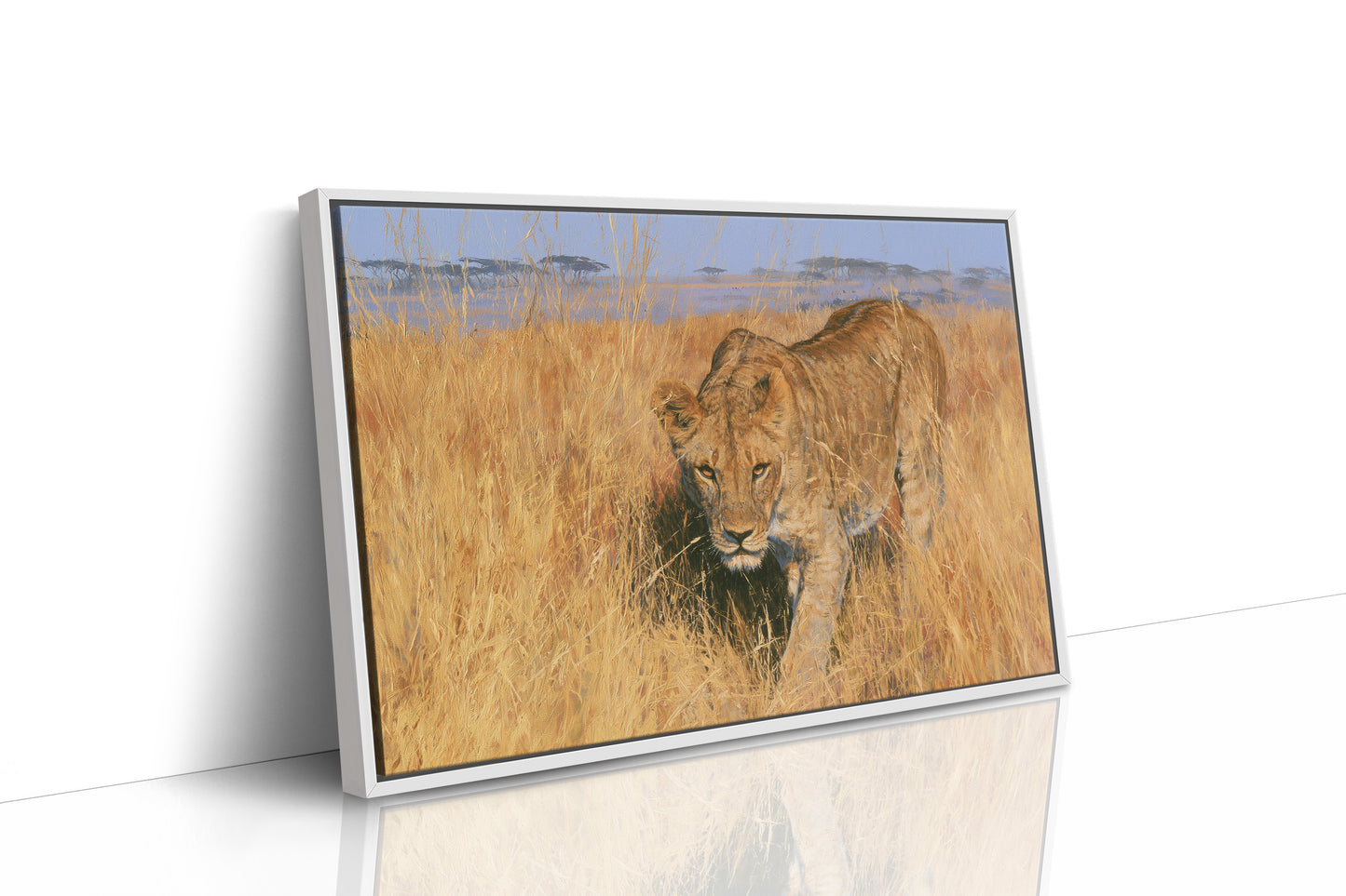 Lioness, Golden Grass Approach