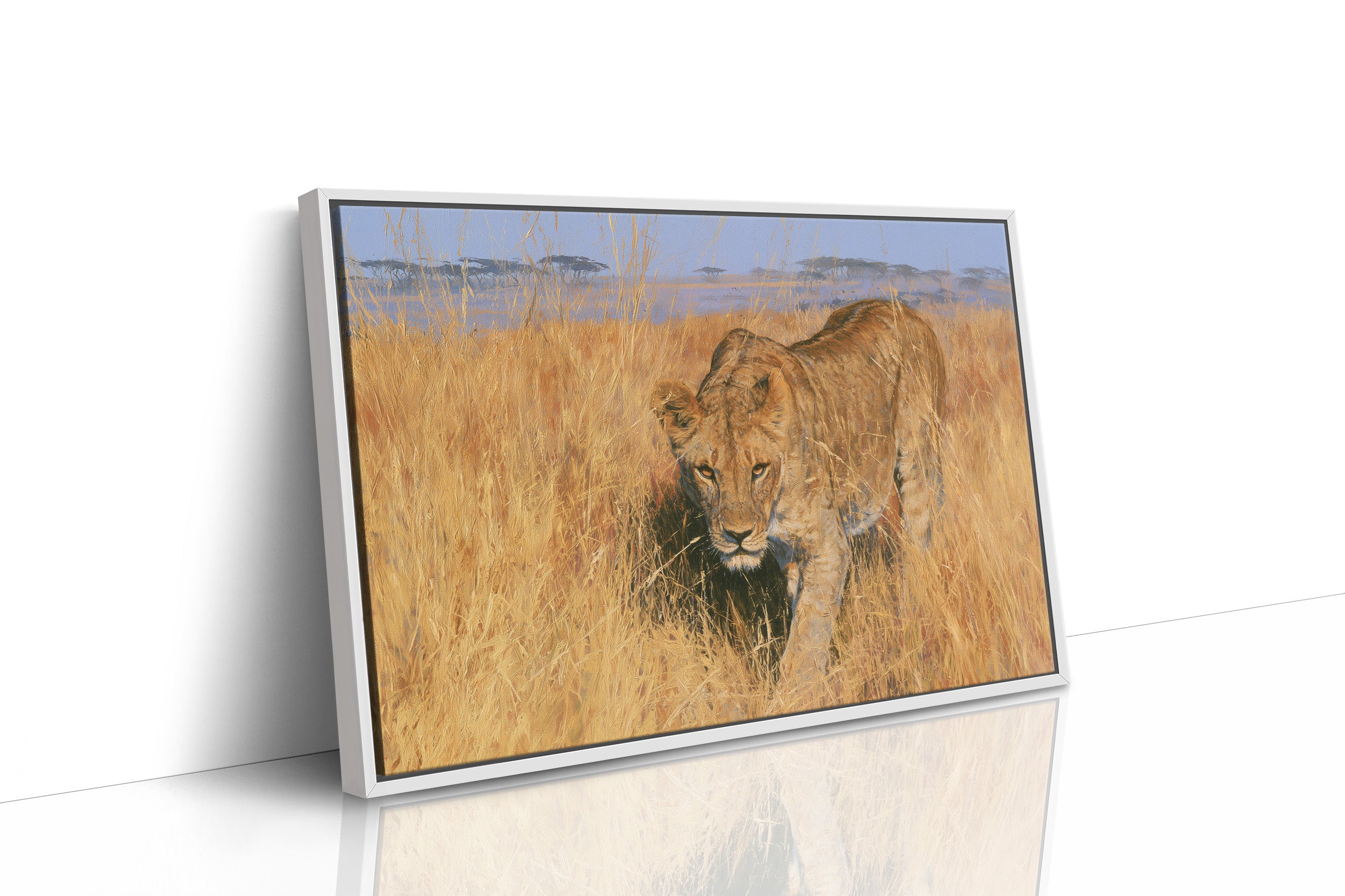 Lioness, Golden Grass Approach