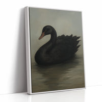 Black Swan on Still Water