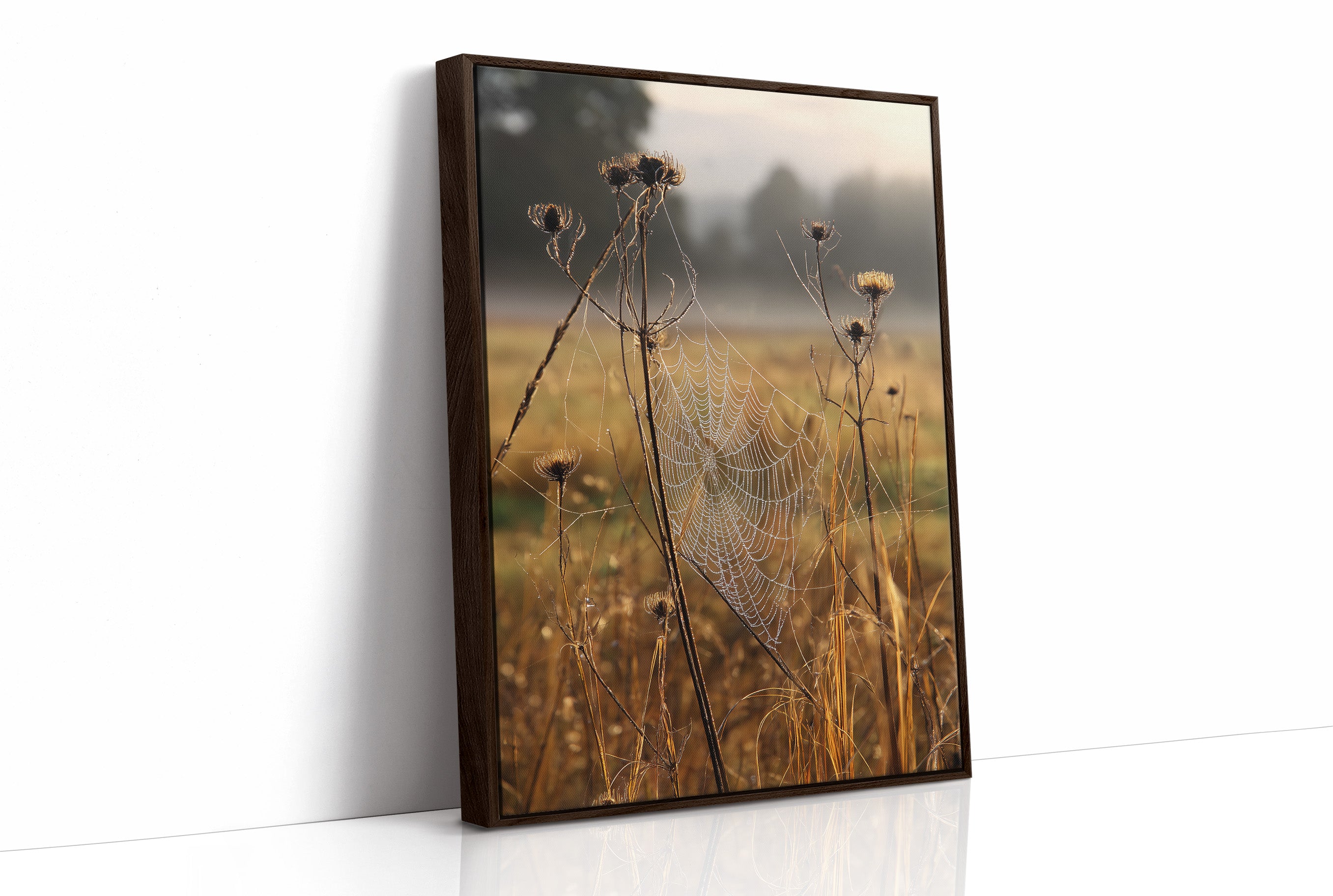 Thistles Catch Dawn's First Light