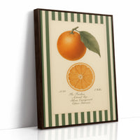 Vintage Orange Slice Botanical Study