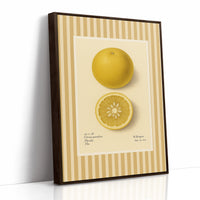 Florida Grapefruit Vintage Botanical Art