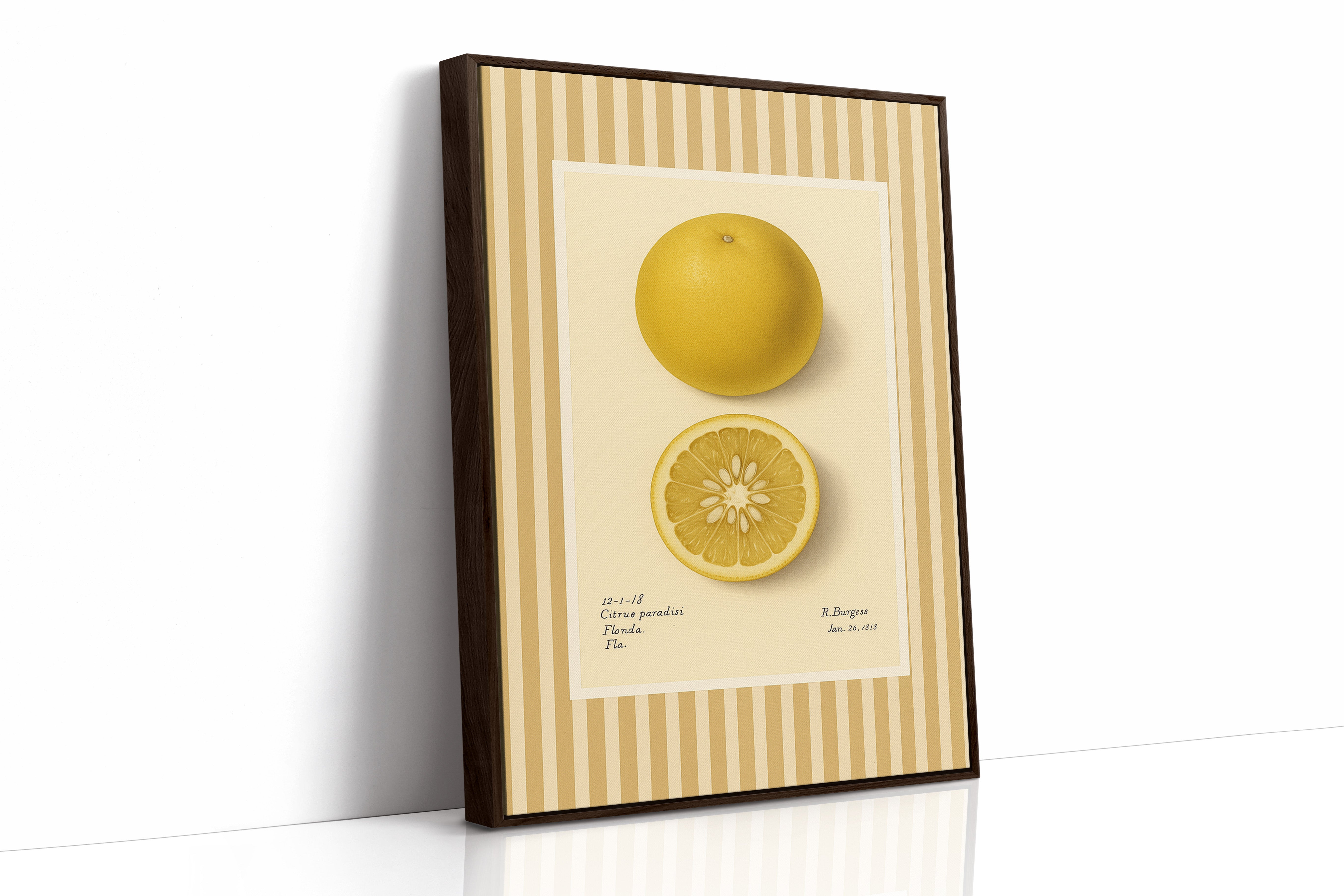 Florida Grapefruit Vintage Botanical Art