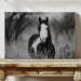 wild black and white horse