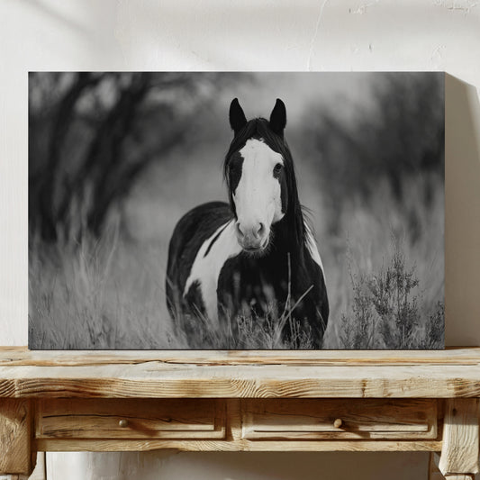 wild black and white horse