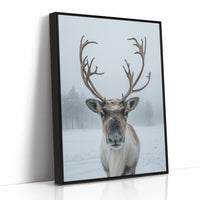 December's Gentle Northern Prince