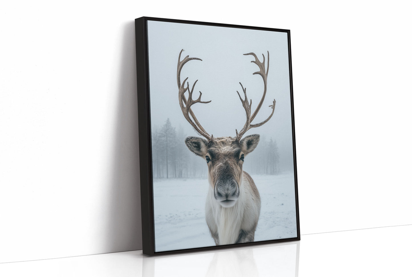 December's Gentle Northern Prince