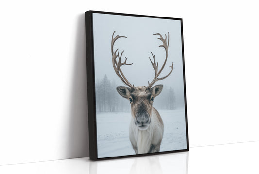 December's Gentle Northern Prince