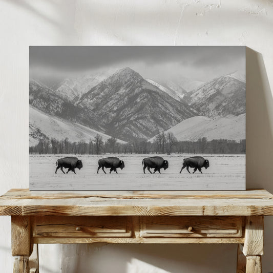 Where the Buffalo Roam