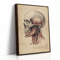 Anatomy Illuminated Against Darkness