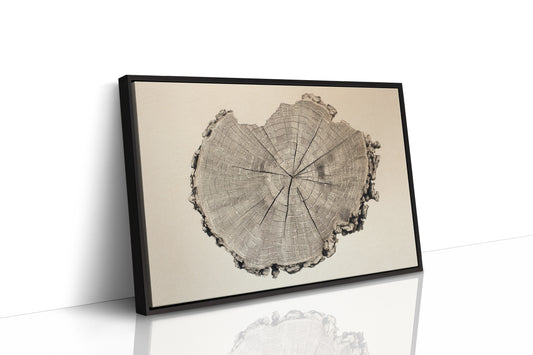Timber Tales of Time
