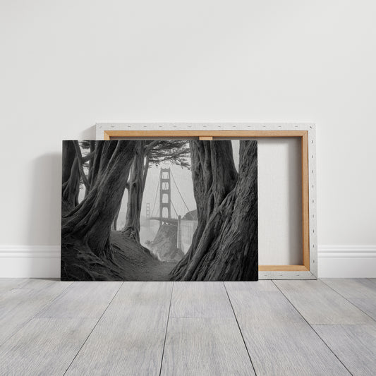 Ancient Trees Frame City Dreams