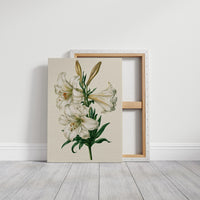 Trumpet of Spring: White Lily Study