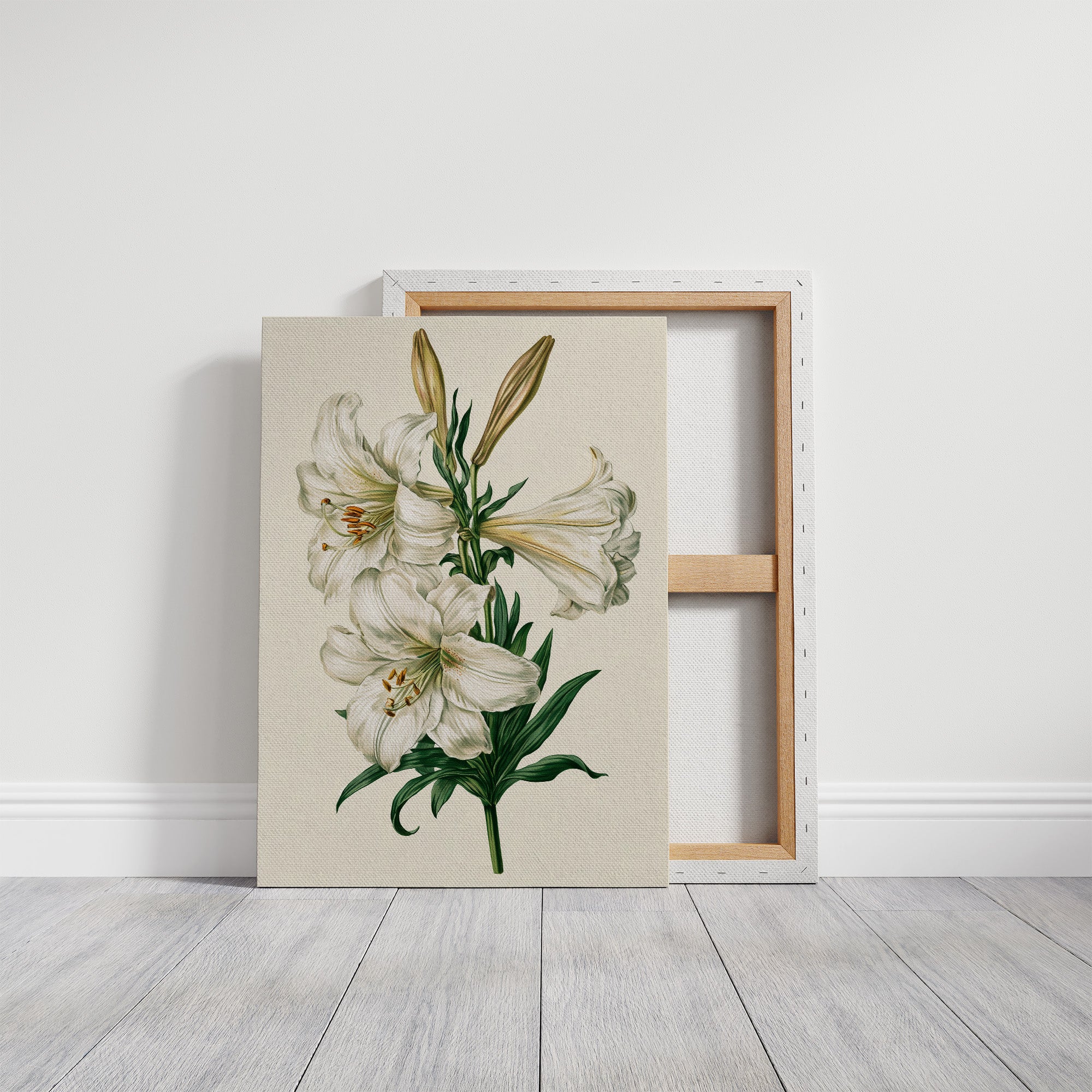 Trumpet of Spring: White Lily Study