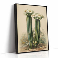 Saguaro Stories Light Desert Memories