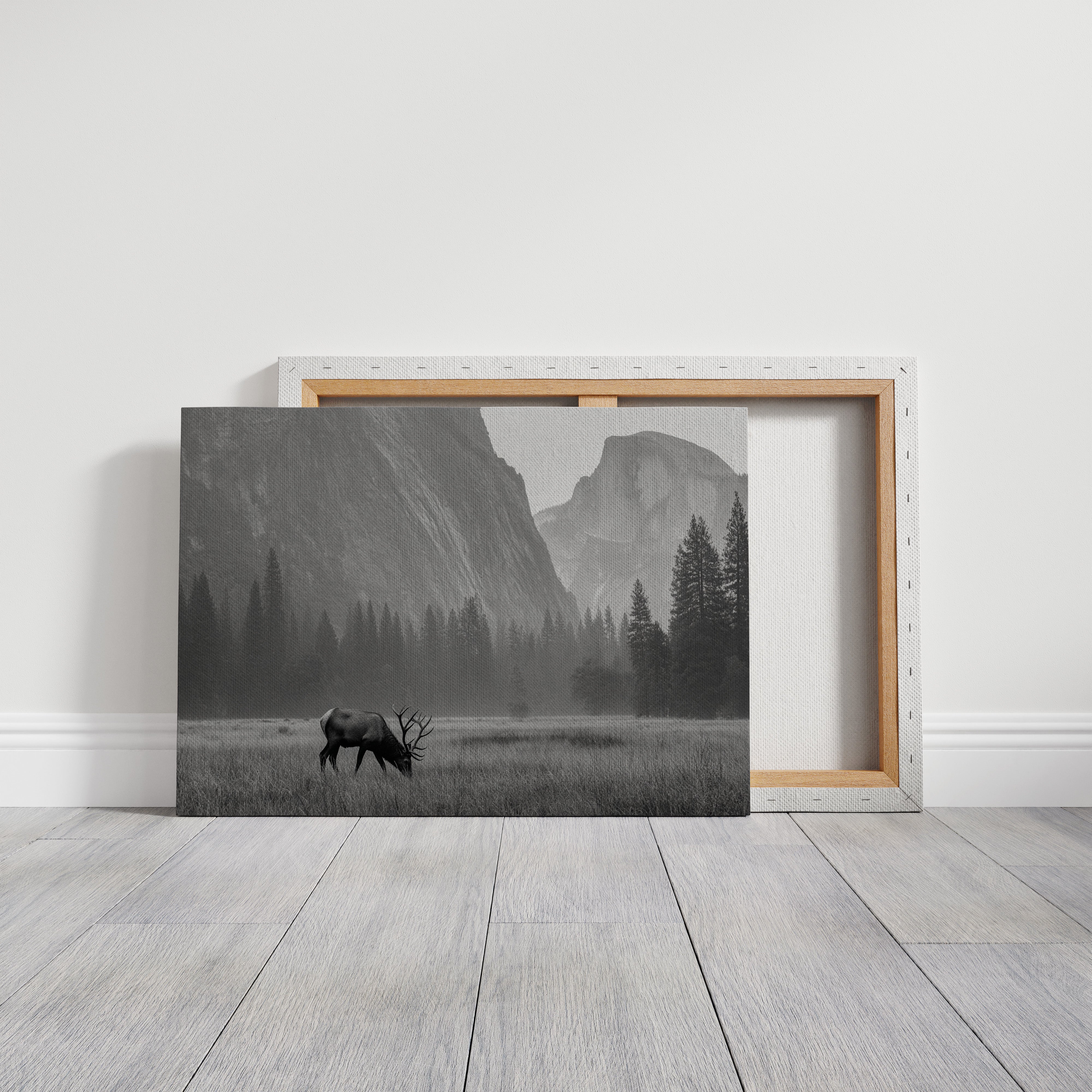 Lone Elk Graces Valley Floor
