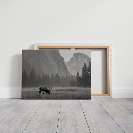 Lone Elk Graces Valley Floor