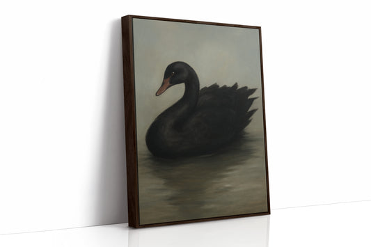 Black Swan on Still Water