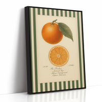 Vintage Orange Slice Botanical Study
