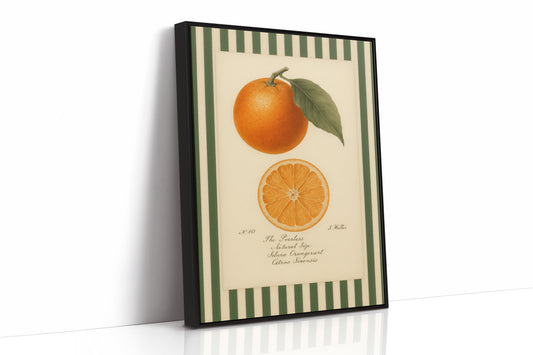 Vintage Orange Slice Botanical Study