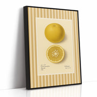 Florida Grapefruit Vintage Botanical Art