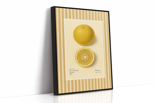 Florida Grapefruit Vintage Botanical Art